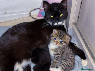 Mixed Breed cats 2 beautiful female kitten for sale - Advert 1