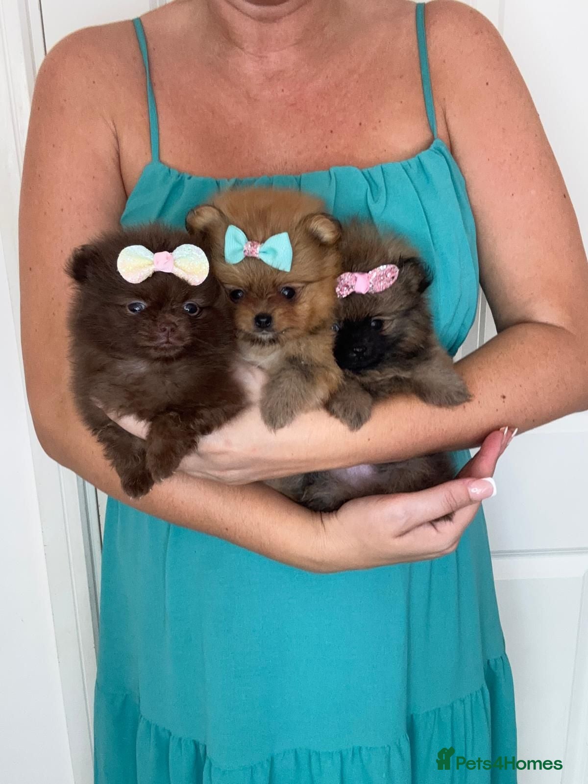 Pomeranian dogs KC registered Pretty Pomeranian Puppies - Advert 6