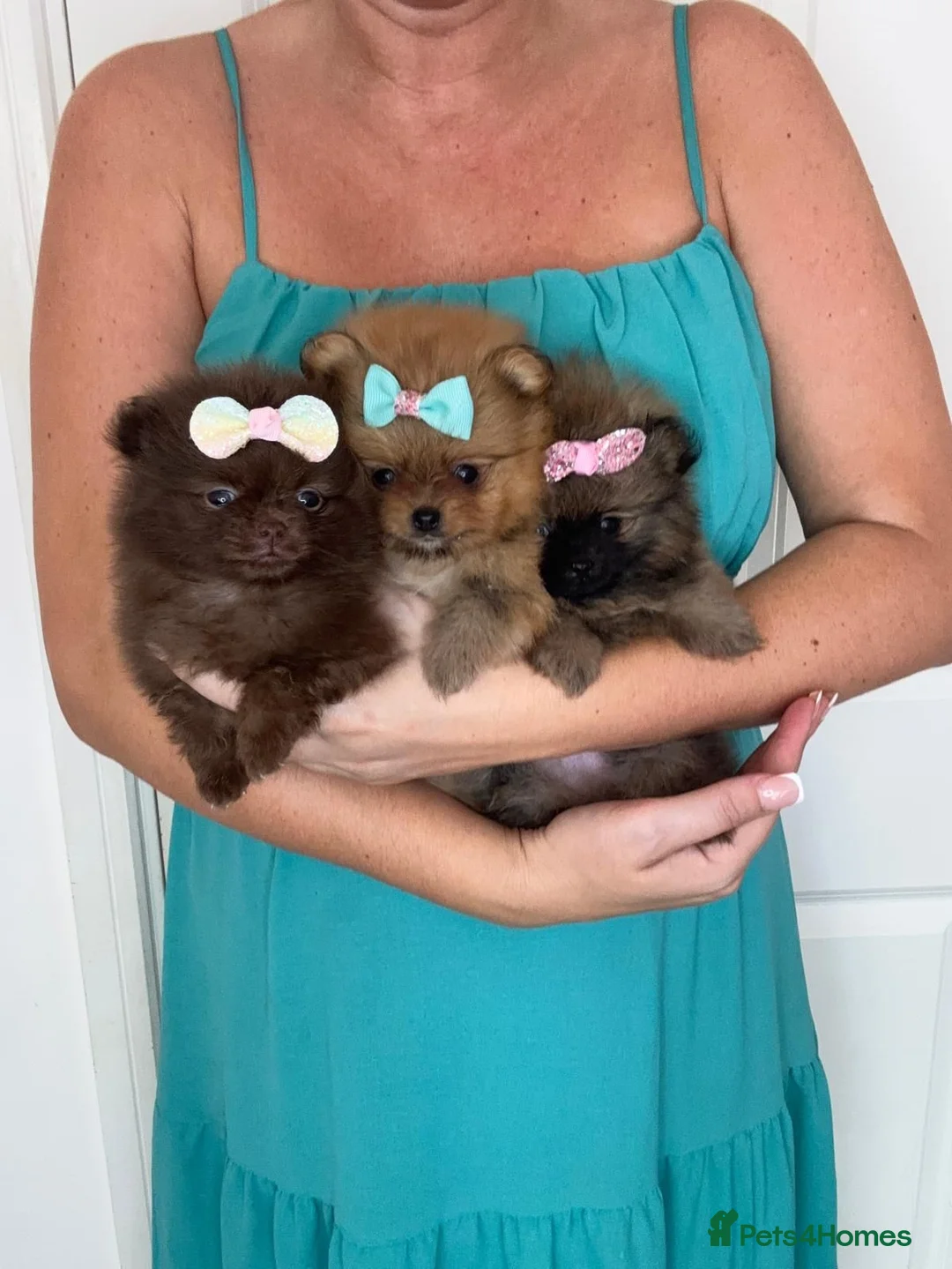 Pomeranian dogs for sale: KC registered Pretty Pomeranian Puppies - Advert 1