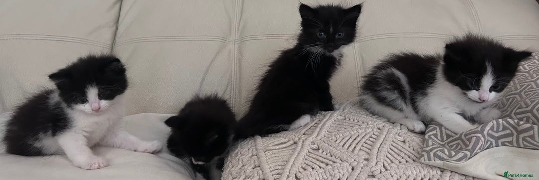 Mixed Breed cats for sale: 4 black + white mixed kittens - Image 8