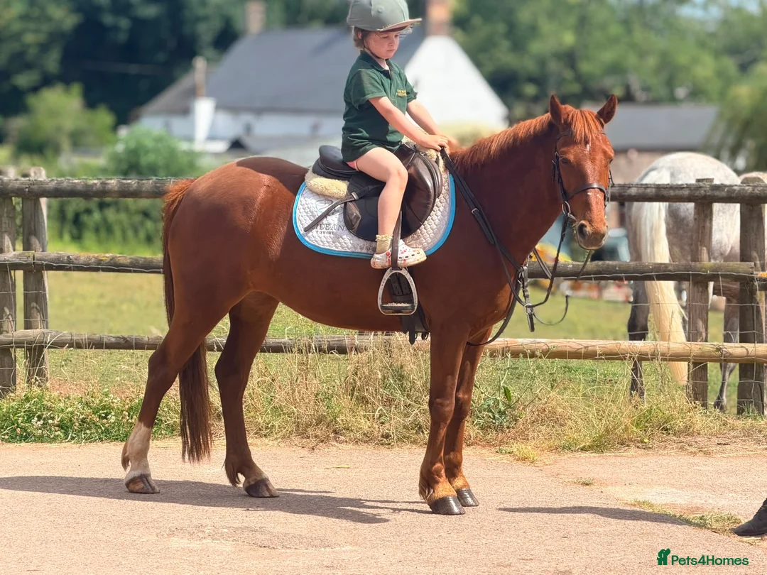 New Forest horses for sale: Sadie the super pony ! Seeks a new owner  - Advert 1