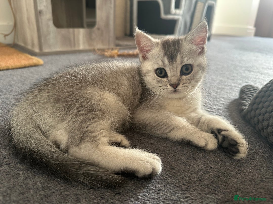 Scottish Fold cats for sale: Scottish fold/straight kittens (girls) - Image 8