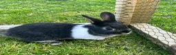 Mixed Breed rabbits for sale: 3 Beautiful Rabbits  in Doncaster - Advert 3