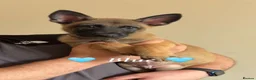 Belgian Shepherd Dog dogs for sale: 🐾Ready to leave🐾 Belgian Malinois Puppies  - Advert 3