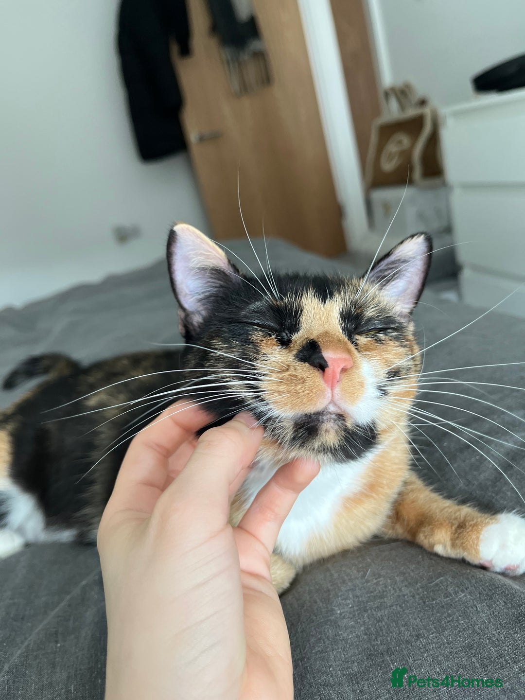Mixed Breed cats for sale: Urgent! bonded cats for rehome! - Advert 5