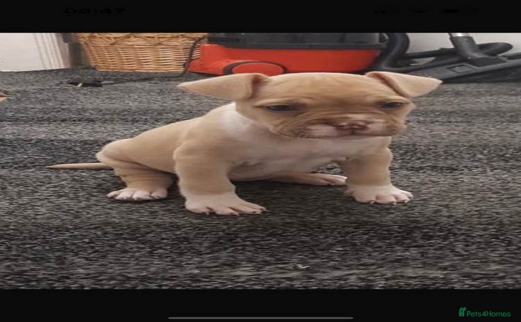 Alapaha Blue Blood Bulldog dogs - Advert 1