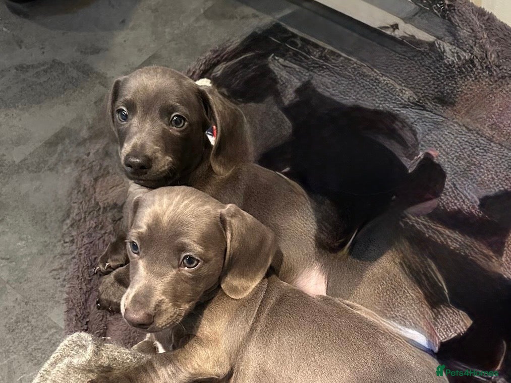 Miniature Dachshund dogs Rare colour KC registered mini dachshund puppies  - Advert 17