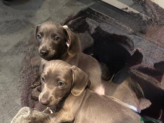 Miniature Dachshund dogs Rare colour KC registered mini dachshund puppies - Advert 17