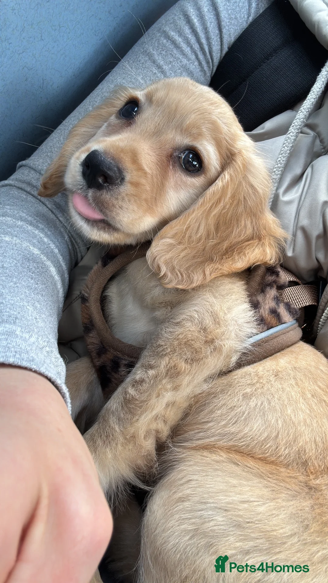 Cocker Spaniel dogs for sale: Lucille, 4 months. - Advert 1