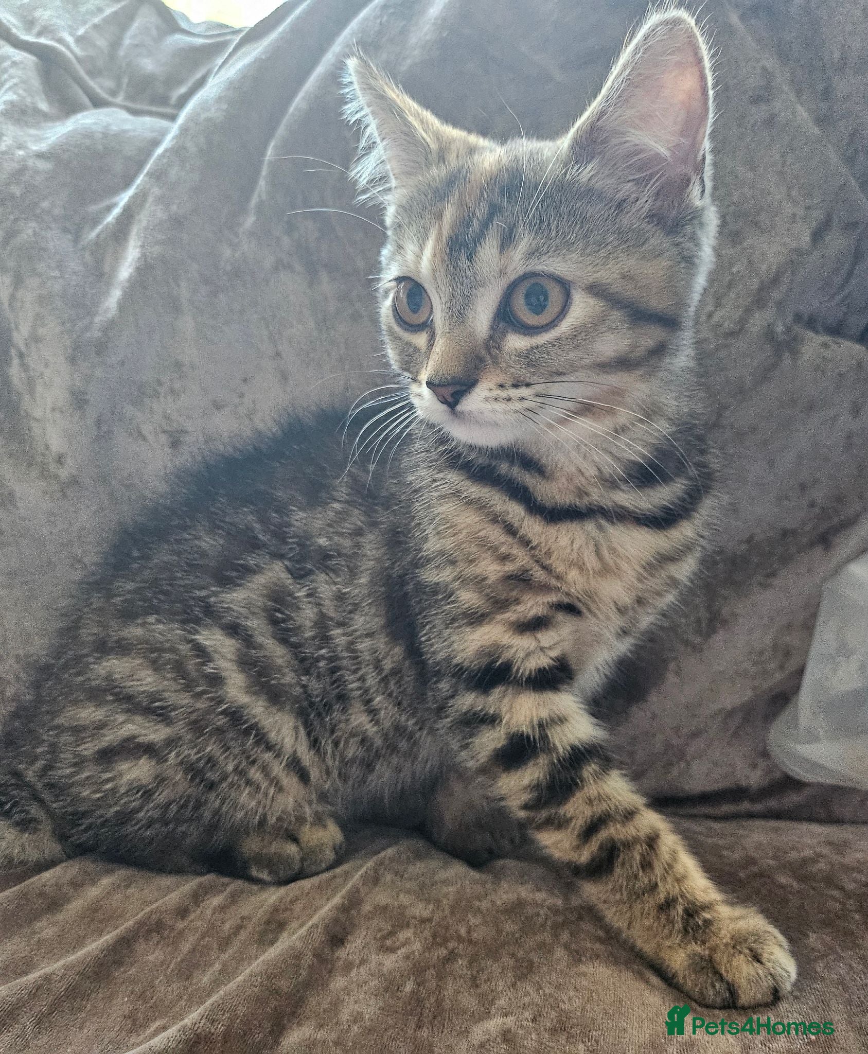 Mixed Breed cats British blue shorthair crossed tabby female    - Advert 2