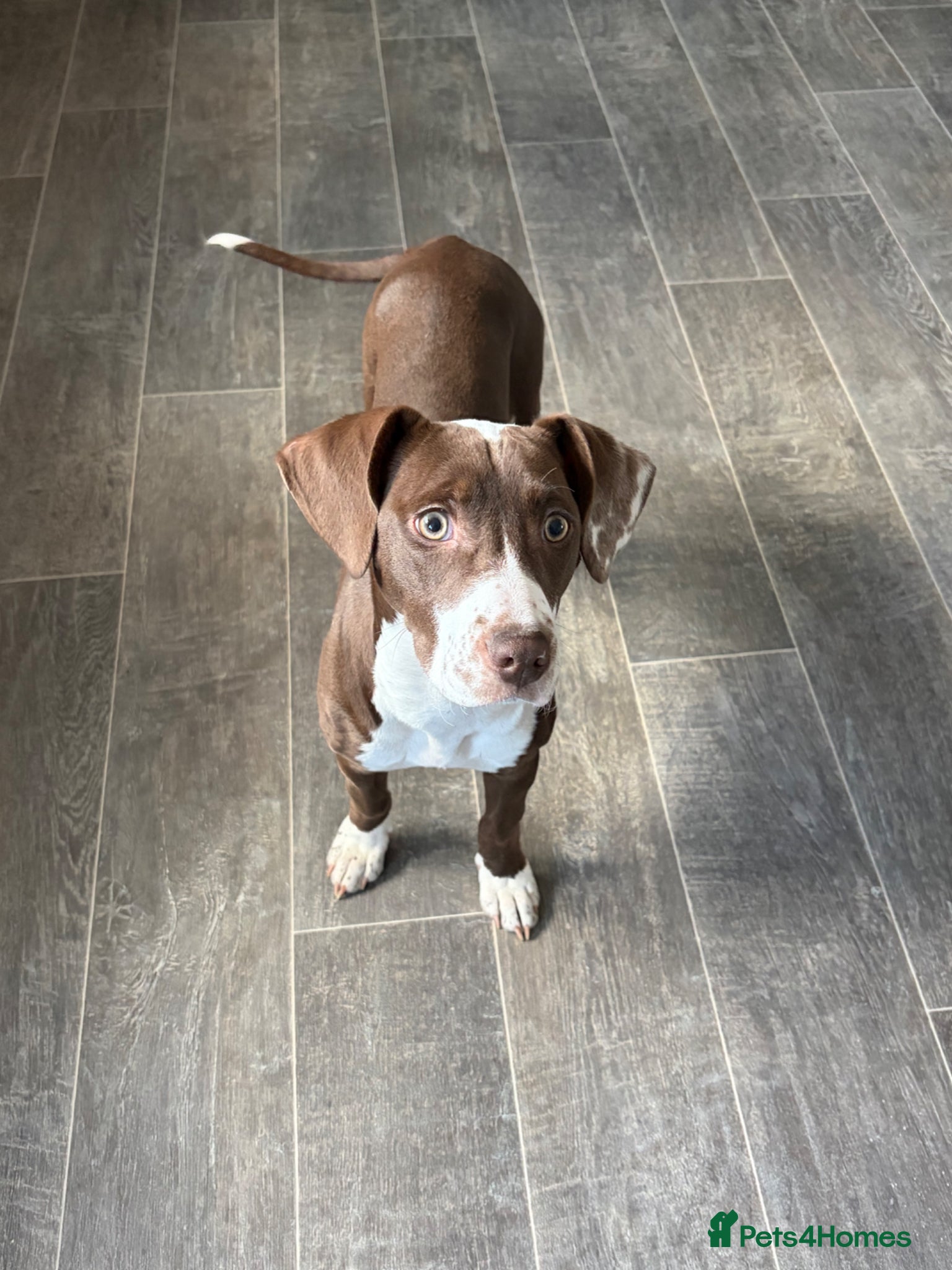 Mixed Breed dogs Nova  - Advert 7