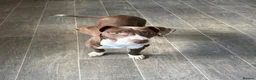 Mixed Breed dogs for sale: Nova  - Advert 1