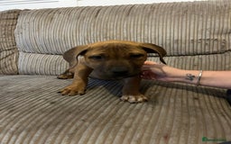 Staffordshire Bull Terrier dogs for sale: Staffordshire bull terrier female   - Image 4