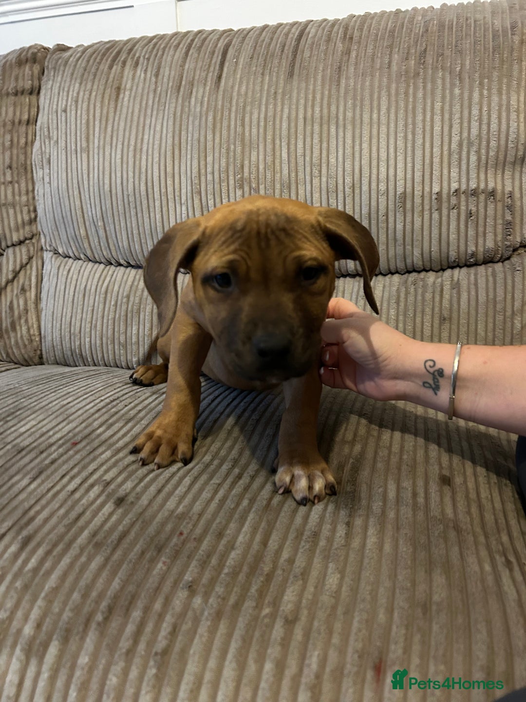 Staffordshire Bull Terrier dogs for sale: Staffordshire bull terrier female   - Image 4