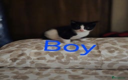 Mixed Breed cats for sale: 1 male 2 female  - Image 3