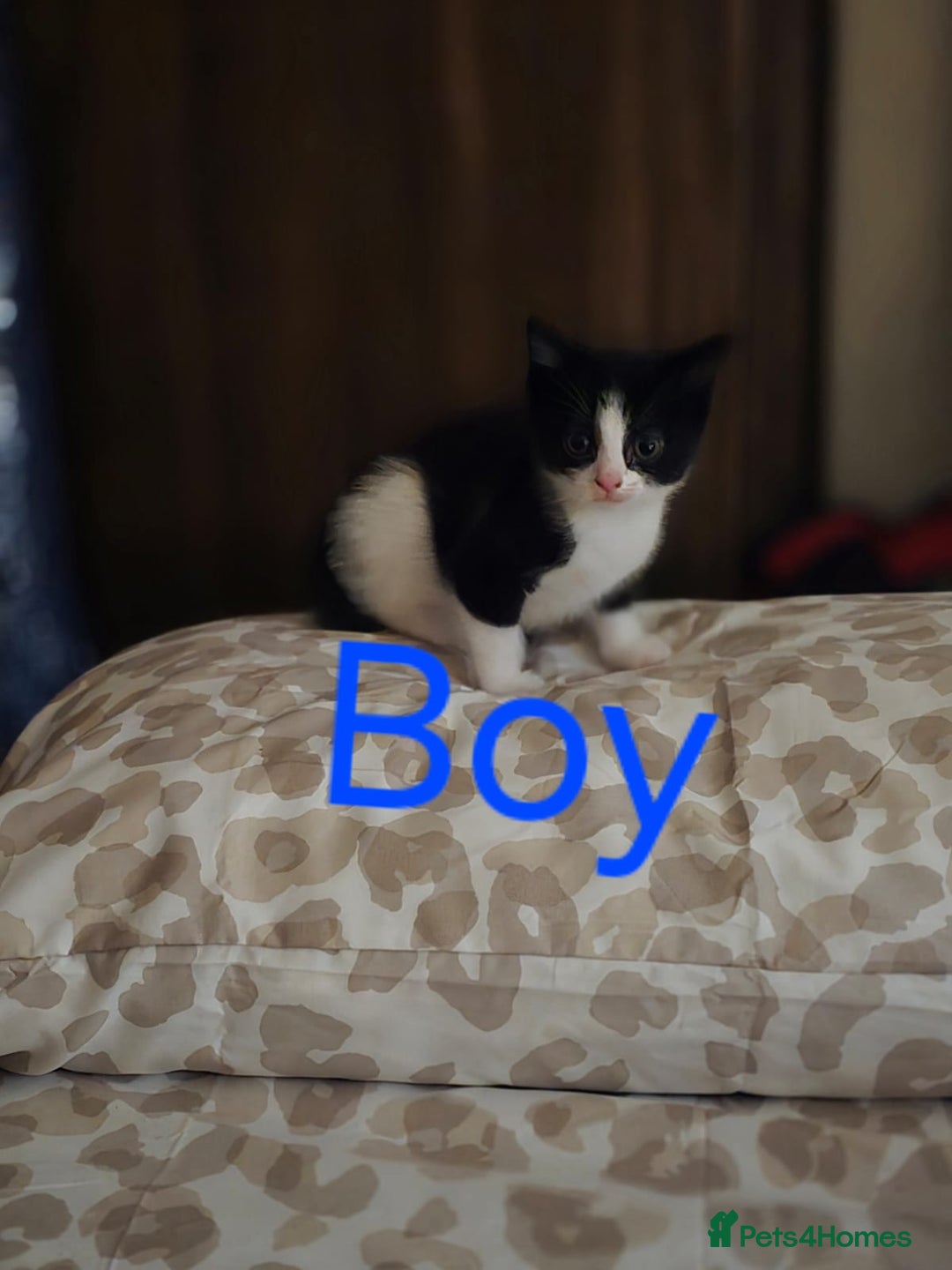 Mixed Breed cats for sale: 1 male 2 female  - Image 3
