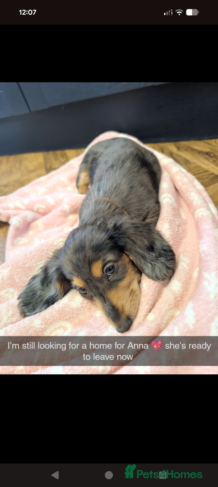 Miniature Dachshund dogs Kc registered Longhaired miniature dachshunds  - Advert 1