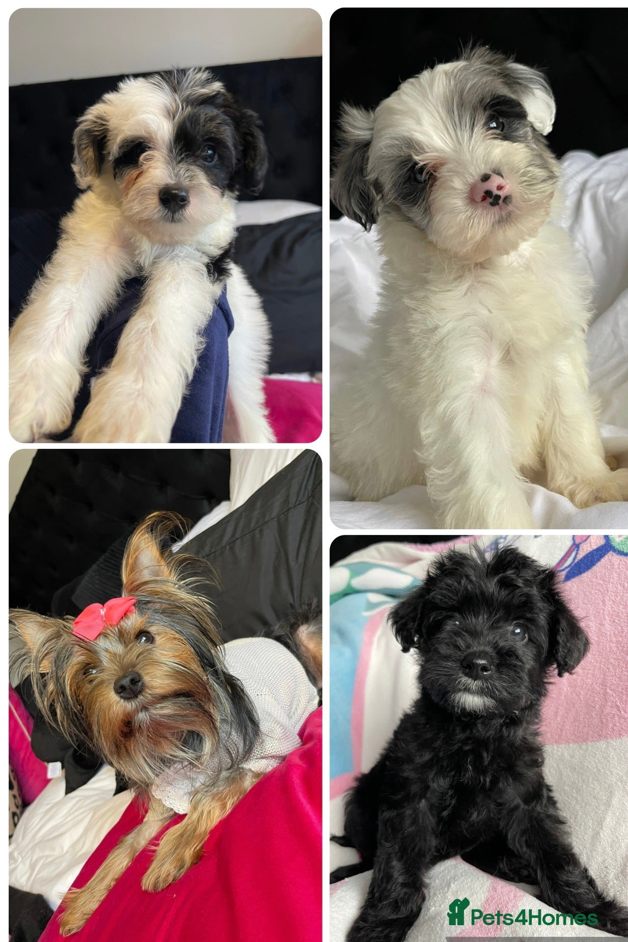 Yorkshire Terrier dogs Yorkshire terriers biewer  - Advert 18