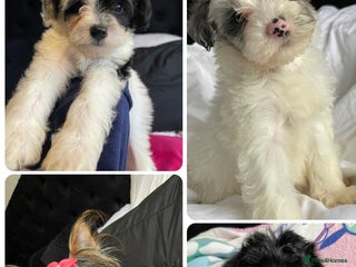 Yorkshire Terrier dogs Yorkshire terriers biewer - Advert 18