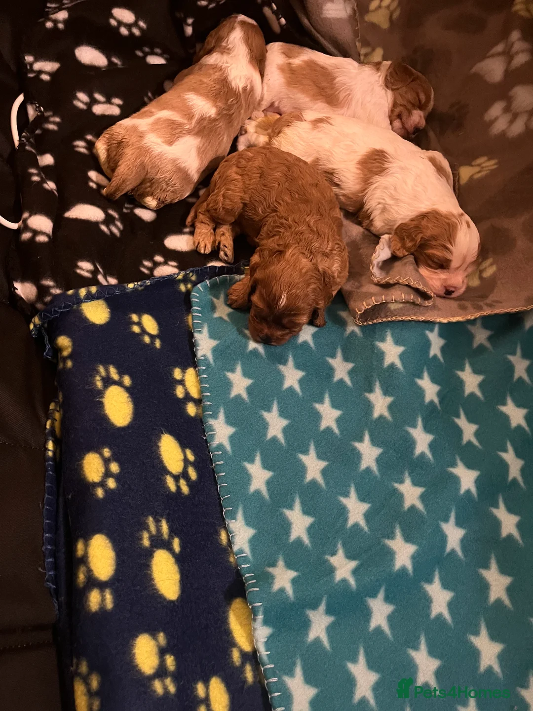 Cavapoo dogs for sale: cavapoo puppies  - Advert 12