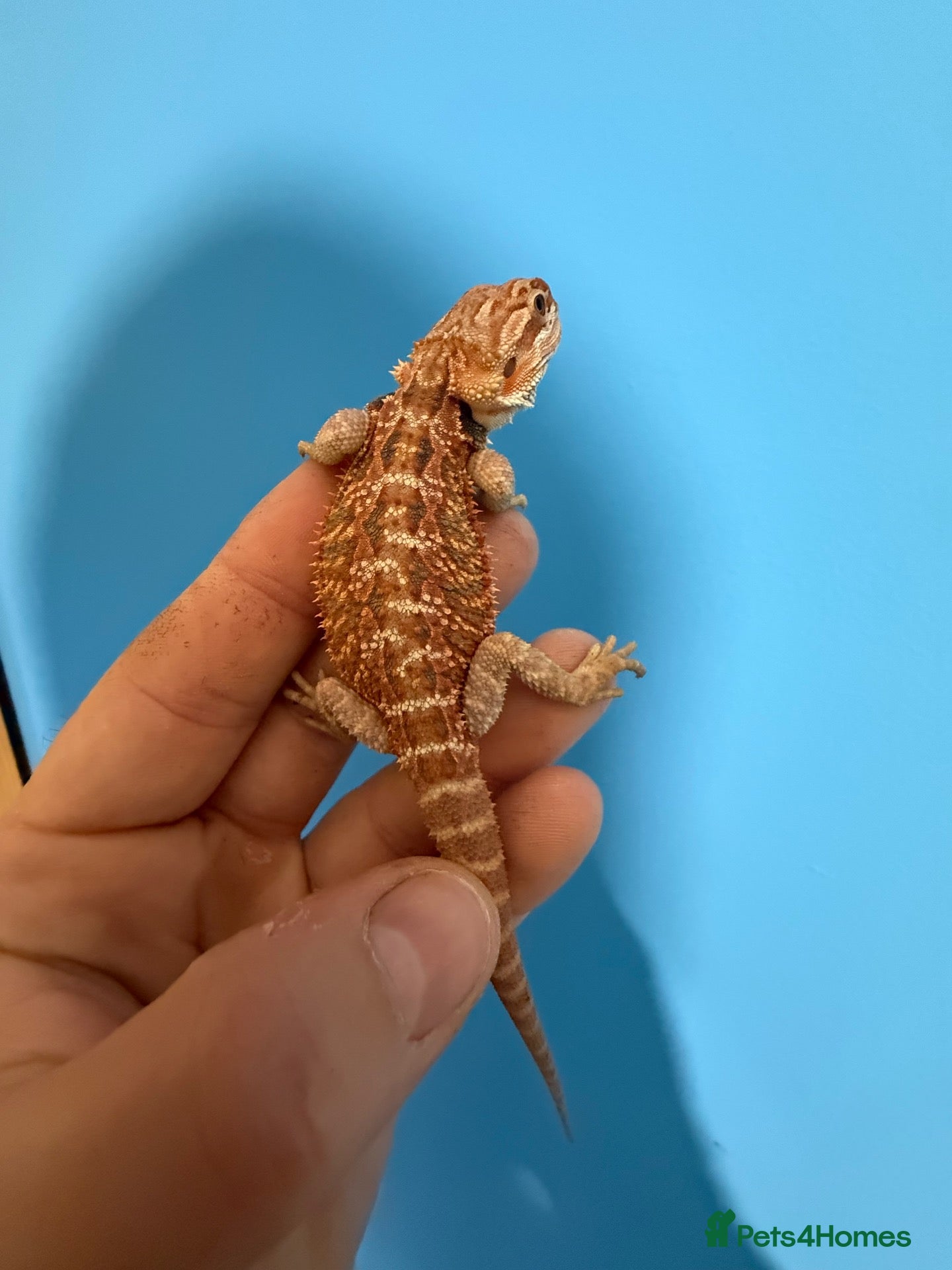 Bearded Dragon reptiles 💥💥💥Baby Dragons - READY TO GO!!!  - Advert 2