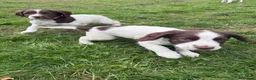 English Springer Spaniel dogs for sale: English springer spaniel puppies  - Advert 3