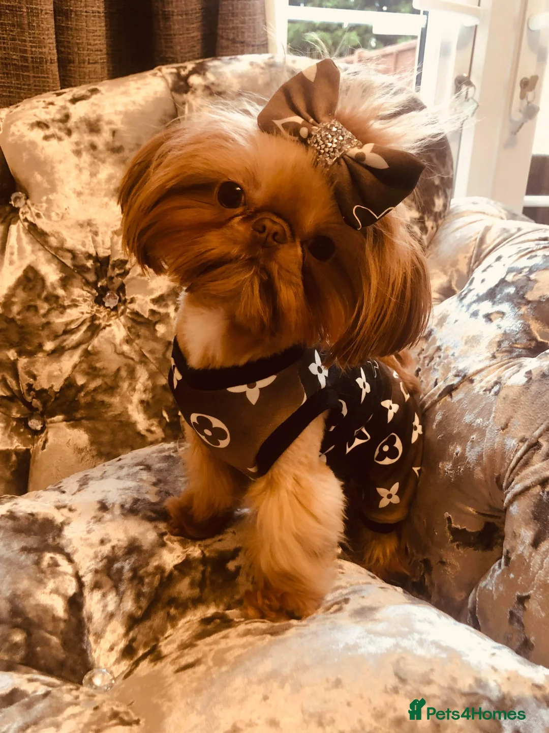 Shih Tzu dogs for stud: Tiger orange imperial shih tzu  in Basildon - Advert 2