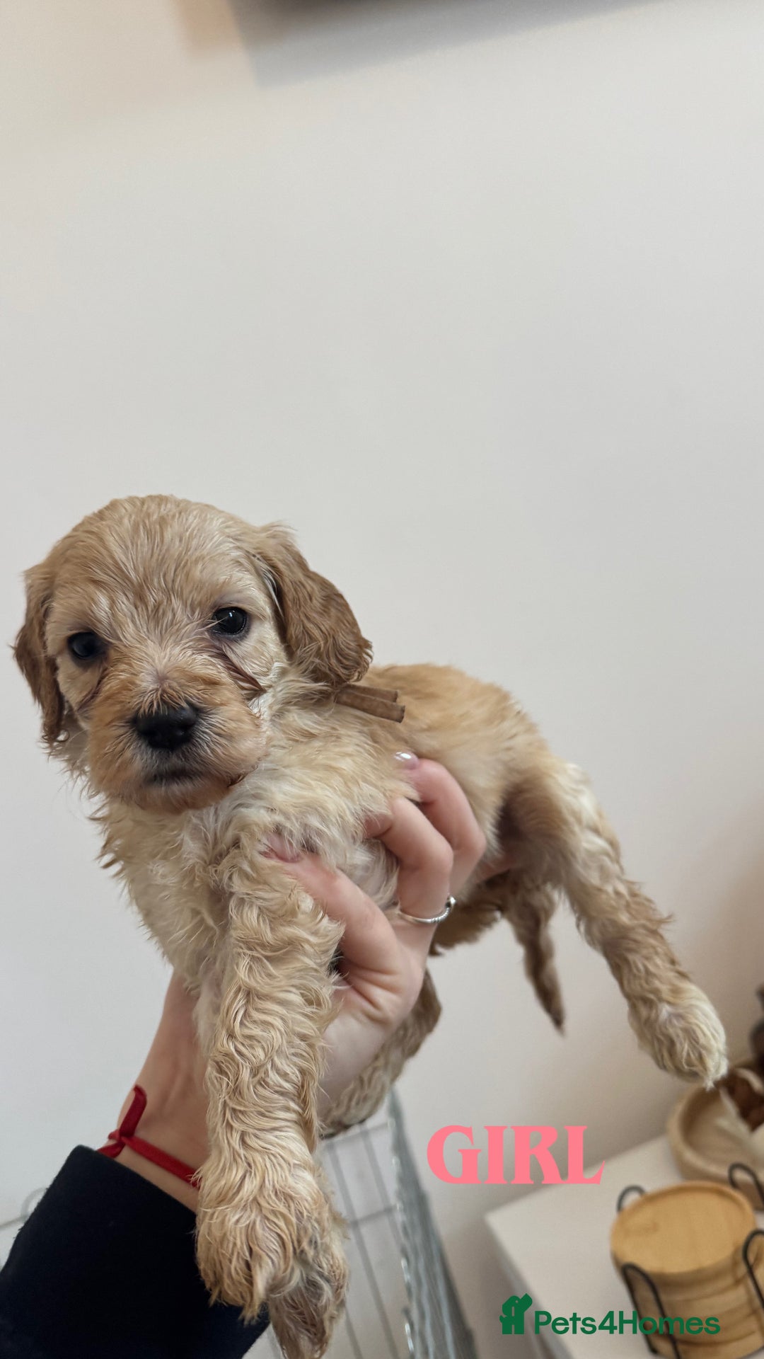Cockapoo dogs for sale: Beautiful F1 cockapoos  - Advert 6