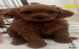 Cavapoo dogs for sale: Red F1B Cavapoos available one boy one gorl - Image 5