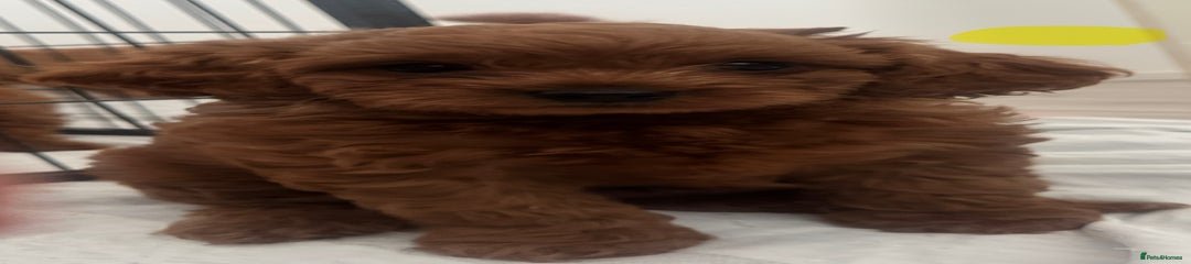 Cavapoo Puppy 2