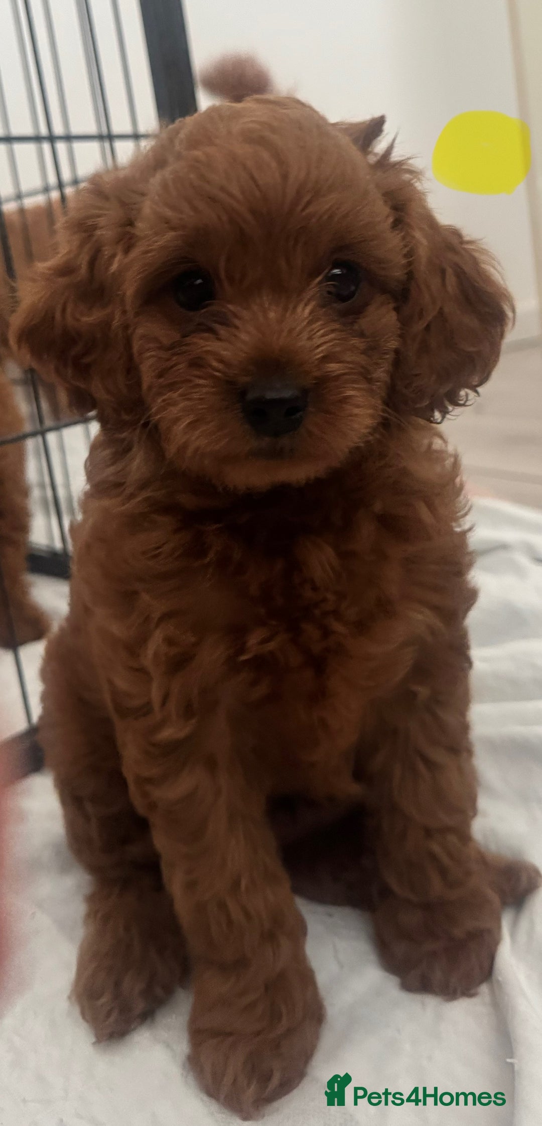 Cavapoo dogs for sale: Red F1B Cavapoos available one boy one gorl - Image 5