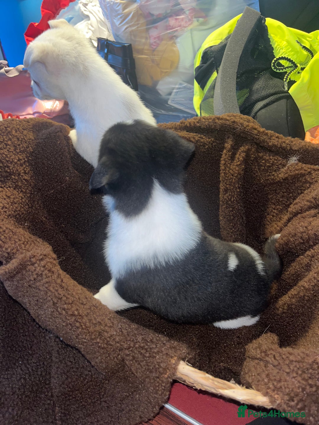 Mixed Breed dogs for sale: Jack Russel  - Advert 11