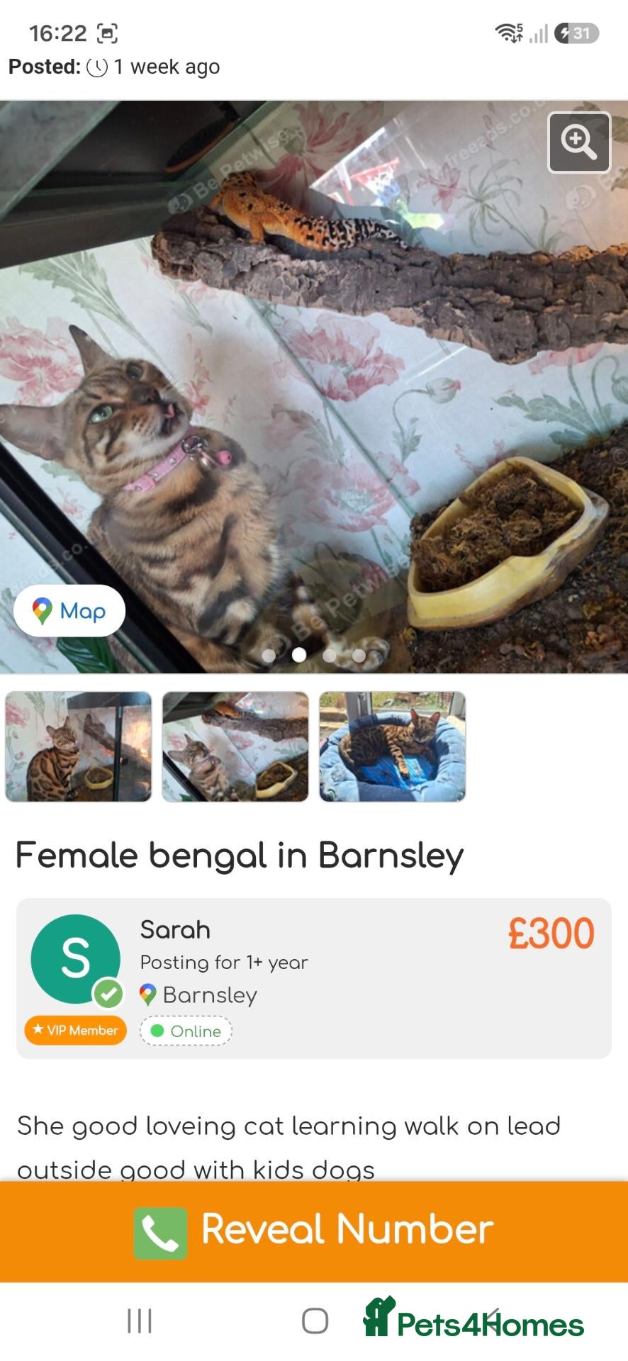 Bengal cats Femamle full bengal - Advert 1