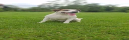 Parson Russell dogs for sale: KC REG Parson Russell Terrier  - Advert 1