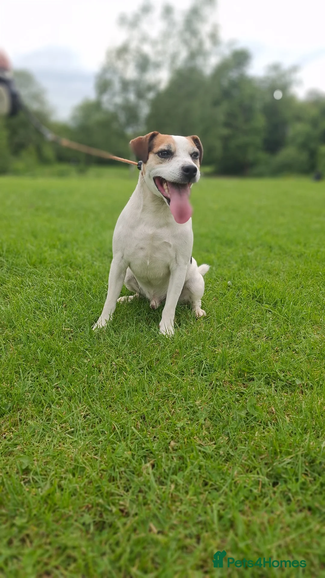 Parson Russell dogs for sale: KC REG Parson Russell Terrier  - Advert 1