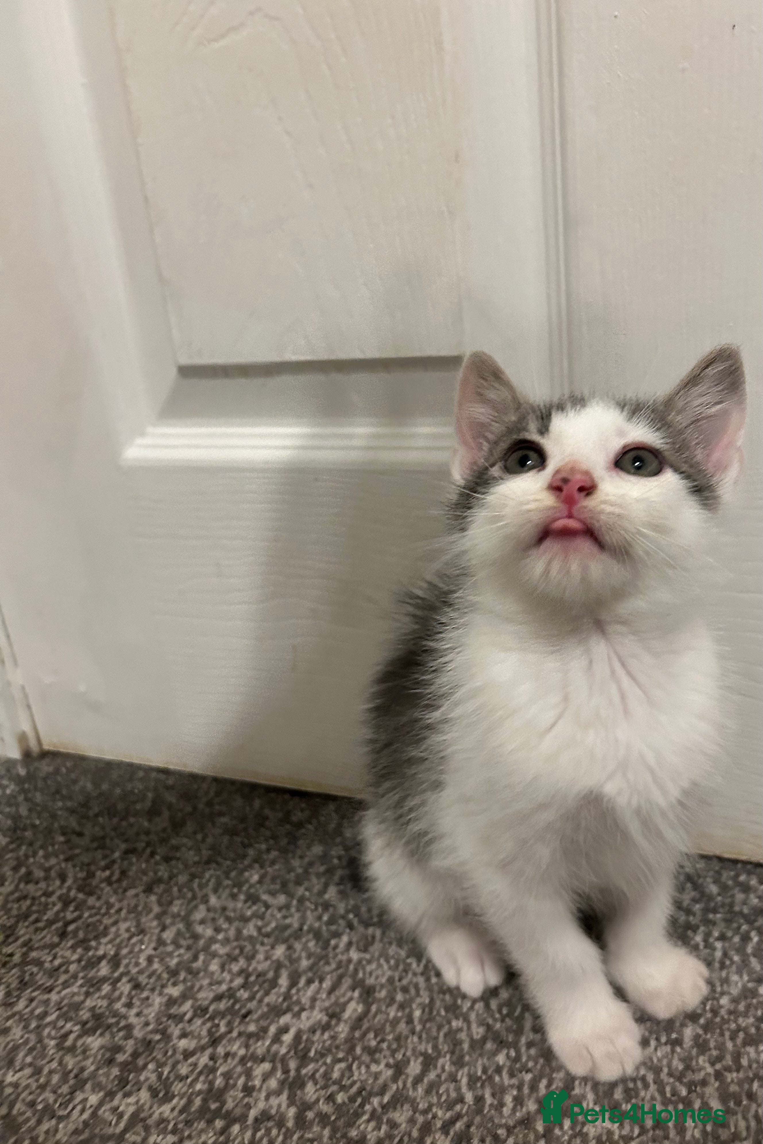 Mixed Breed cats 1 beautiful boy kitten looking for a new home  - Advert 12