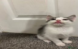 Mixed Breed cats for sale: 1 beautiful boy kitten looking for a new home  - Image 1