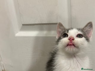 Mixed Breed cats - Advert 21