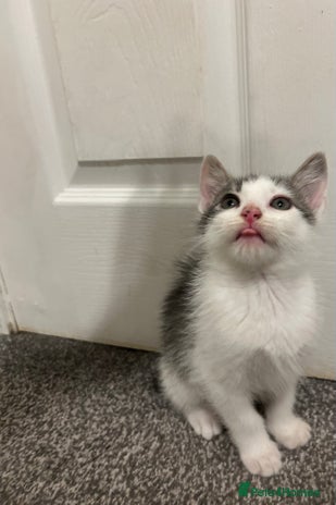 Mixed Breed cats - Advert 10