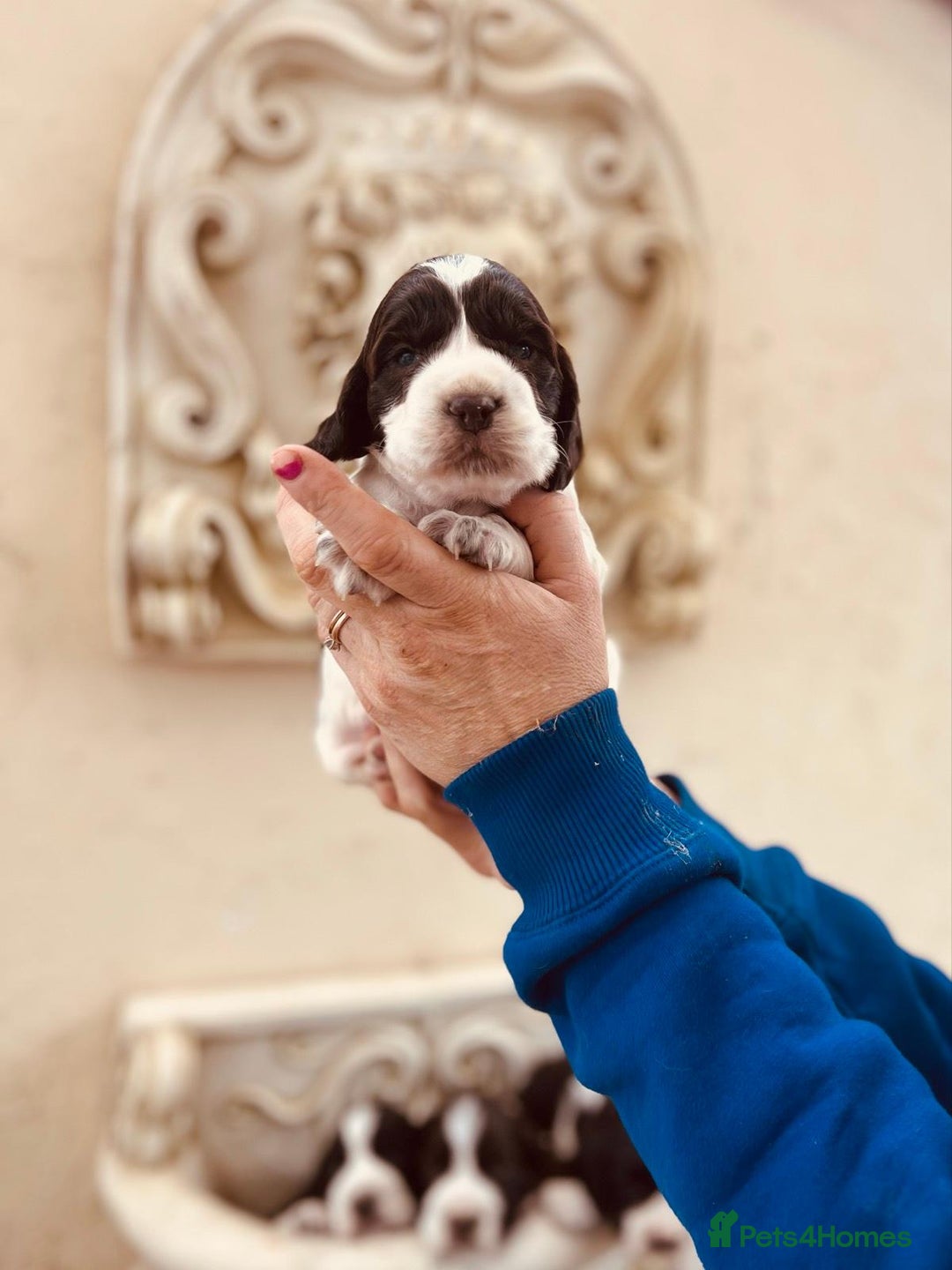 English Springer Spaniel dogs for sale: Liver/whitee Springer Spaniels - Image 3