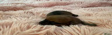Chiweenie Puppy 7