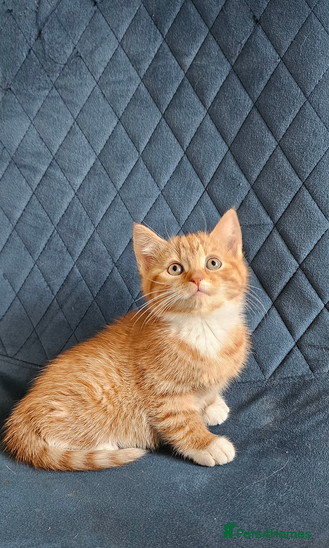 Mixed Breed cats for sale: Boy kitten - Advert 5
