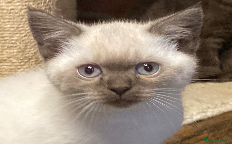 British Shorthair cats - Advert 6