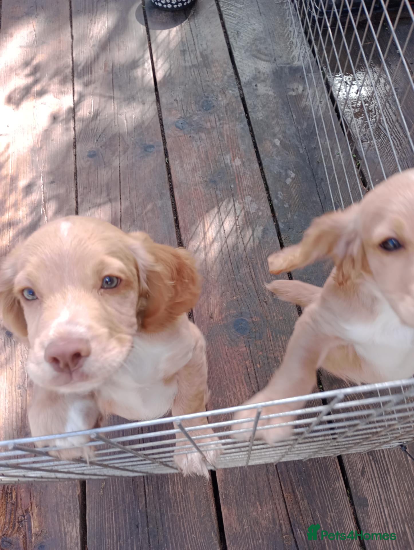 Cocker Spaniel dogs Working Cocker Spaniel puppies for sale - Advert 2