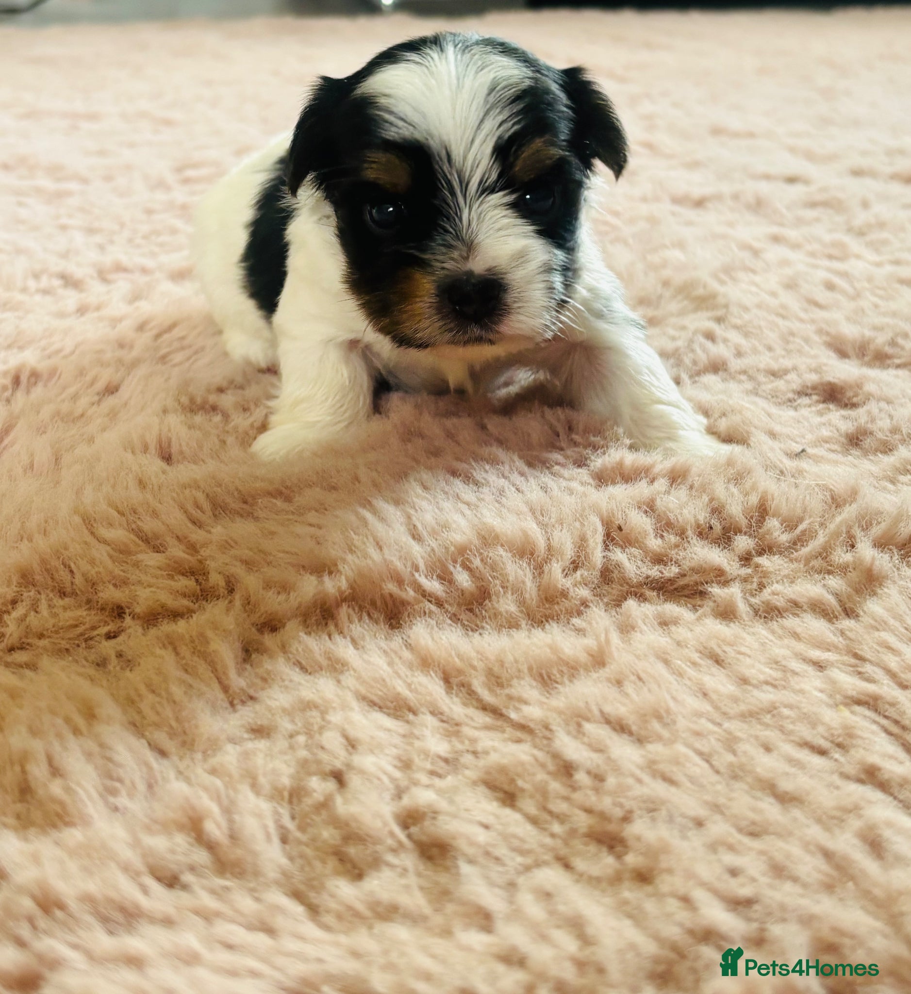 Yorkshire Terrier dogs for sale: Beautiful biewer Yorkshire terrier - Advert 9
