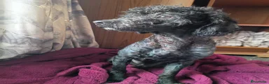 Toy Poodle 1
