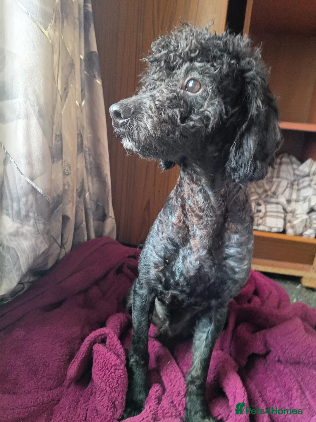 Toy Poodle dogs for sale: 2yr old male poodle - Advert 2