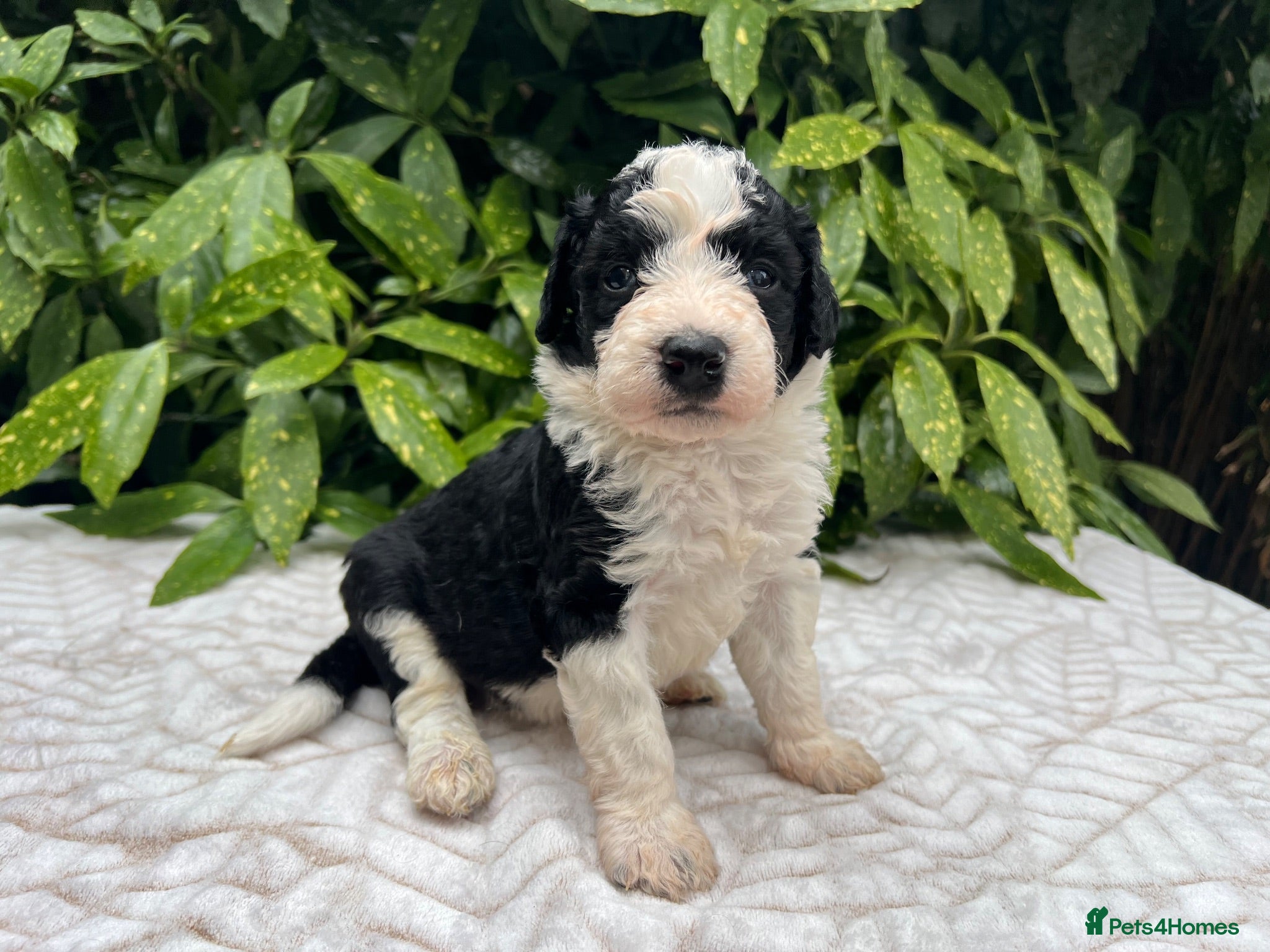 Bordoodle dogs F1 190+ genetic test clear - refund guarantee - Advert 4
