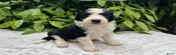 Bordoodle dogs for sale: F1 190+ genetic test clear - refund guarantee - Advert 1