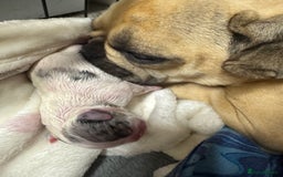 French Bulldog dogs for sale: Beautiful frenchies for sale  - Image 7